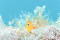 ビュービュー西風と大瀬とスイーツ💖