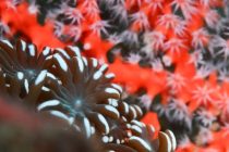 アワサンゴ畑♪