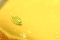 団子でお腹いっぱい🍡