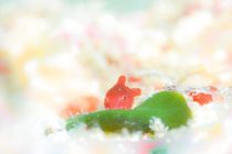 初の葉山ダイビング♪