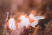 ハウルの動く城。