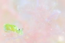 ピンクの世界に♪