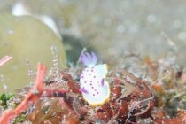 花を咲かせましょう！！！！