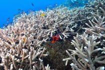 久々ヒルトゥガン島ダイビング🎶