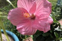 日本での自主隔離10日目！復興支援