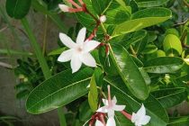 フィリピンワクチン状況