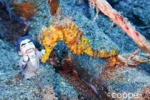 またまた井田ダイビング✨✨