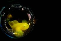 １４００本記念ダイビングはっ！