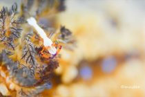 弱肉強食の世界😳