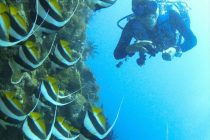 ムレハタタタタタテダイ🐠