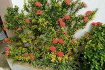 セブ便り🇵🇭