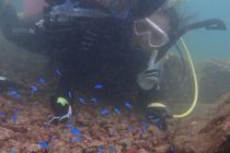 ダイバーデビューに向けて！！