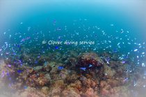 ９月は富戸ツアーを開催します♪