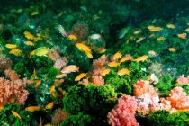 伊東の季節限定ポイント『五島根』