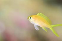 女子高生の靴下！