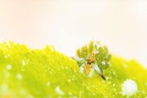 ちまちまマクロ♬