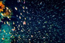 田子でのダイビングでした♪