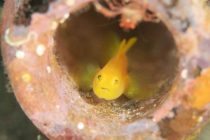 大瀬崎FUNダイビング♪