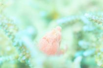 ワクチン接種翌日・・・。