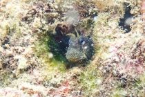 獅子浜ギンポ祭り🤭