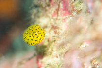 富戸のYo-Gyo祭り🎶