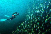 またまた神子元ダイビング🦈