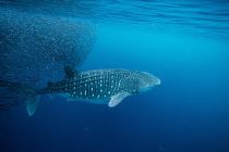 田子でジンベエザメが出た♬