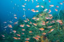 通いたくなる海⭐️田子