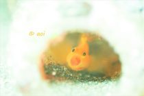 まったりPHOTOダイブ📷✨