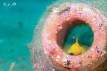 ２ダイブ+５ケーキ🍰