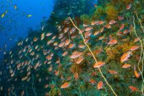 水中でお花見🌸
