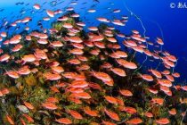 櫻井くん&相葉くんの結婚🌸