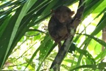 フィリピン国内でも規制が緩和されています。