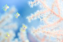 フィリピン入国時の隔離短縮！