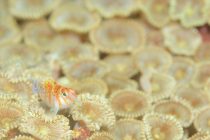 秋の味覚🍄🌰🍠