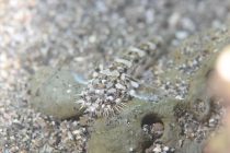 千葉県・坂田ダイビング♪