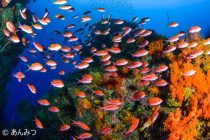 桜吹雪再び🌸🌸