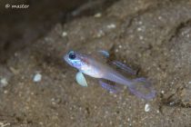 焼きまんじゅう⭐