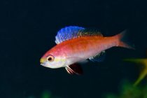 大瀬崎＆田子番外編⭐️