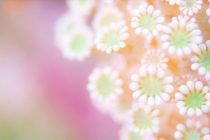 こんな気分で🌸