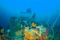 田子&スイーツ😘