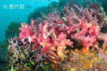 大瀬ボートダイビング🎶