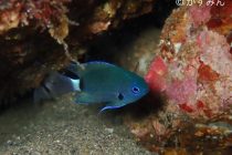 マクロが楽しい大瀬崎❣️