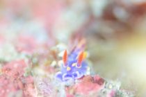 コタツは人をダメにする！