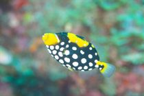 魅力たっぷり串本の海🌟