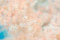 １２月も伊豆で潜ります♪