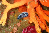 潜ってもらいたい海💙