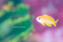 安全停止中も🎶