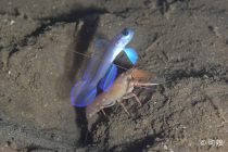 のんびり大瀬🎶