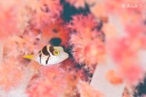 あんみつ無双！